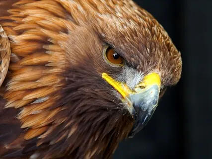 The Spirit Has Landed - Musical Movement For Dance & Yoga