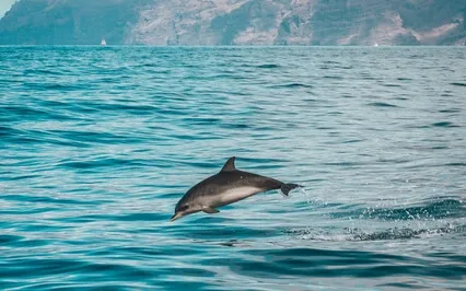 The Spirit Of The Dolphin