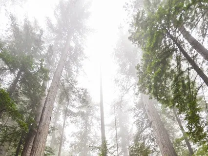 The Spirit's Call for Meditation