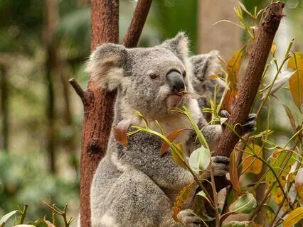 The Spiritual Significance Of The Koala Bear