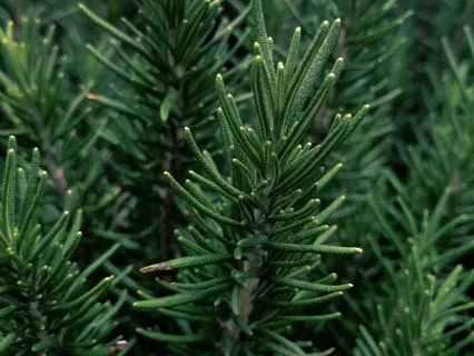 The Sprig Of Rosemary