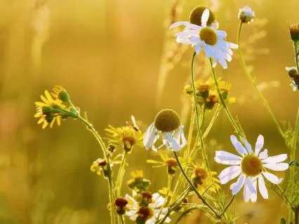 The Spring Meditation For Renewal & Inner Awakening