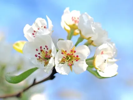 The Spring Queen - Cosmic Harp and Voice - Magic Fairy Song