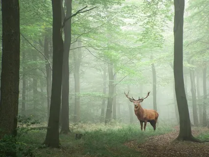 The Stag Within - A Journey Of Release And Renewal