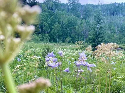 The Stallion Of Limiting Beliefs