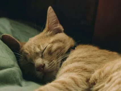 The Still Mind - A Sleep Meditation