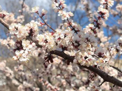 The Stillness After The Breakthrough - April 13