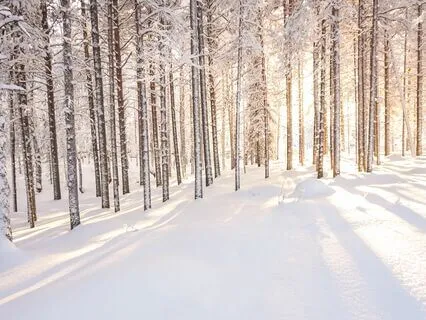 The Stillness Of Snow ~ A Winter Meditation