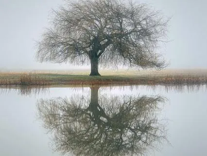 The Stillness Within