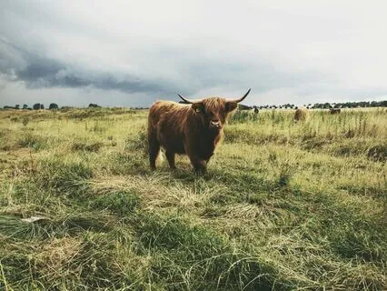 Master Stoic Flexibility: Adapt & Thrive In Chaos