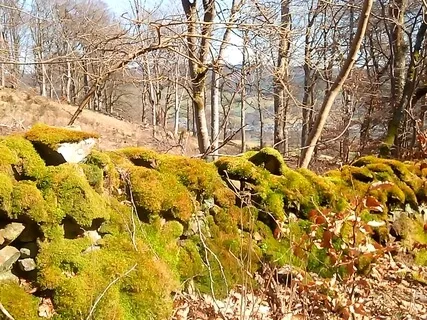 The Stolen Child: A Fairy Story