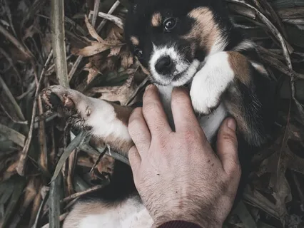 The Story Of Doctor Dolittle By Hugh Lofting - Chapter One