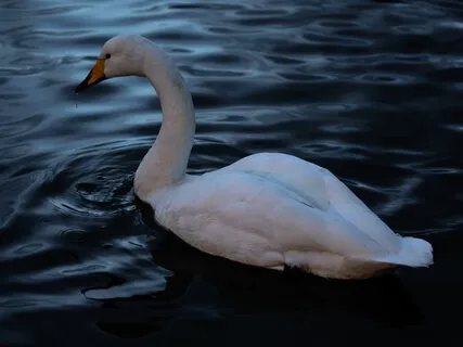 The Story Of Doctor Dolittle By Hugh Lofting - Chapter Three