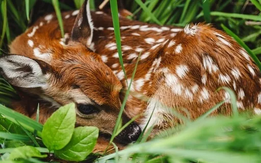 The Story Of How Fawn Got Its Spots (Dakota) Folktale