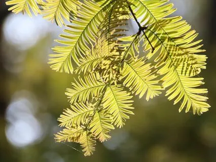 The Story Of Little Tree