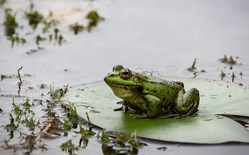 The Story Of The Frog, The Bat And The Spider
