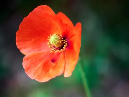 The Subtle Art Of Awakening