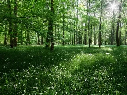 The Summer Day (Poem By Mary Oliver)