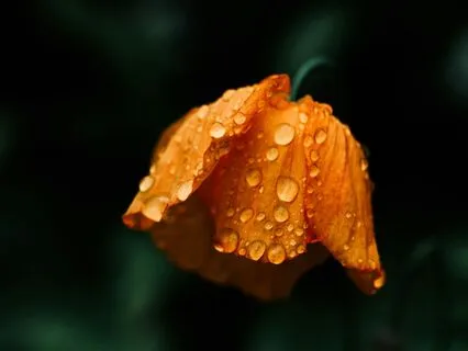 The Summer Storm - Unburdening Resistance