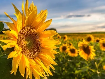 The Sun Within: A Yellow Light Energy Practice 126.22 Hz