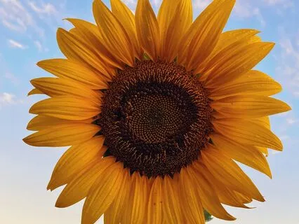 The Sunflower Who Helped The Bee Sleep
