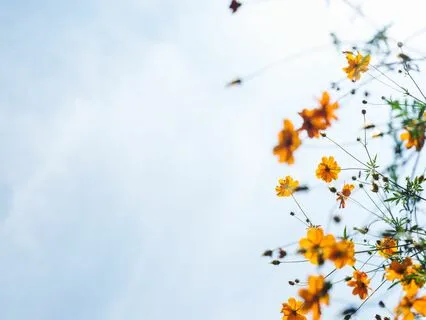 The Sunrise Ruby | Rumi Poem