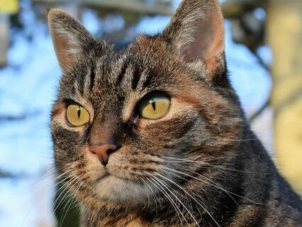 The Super Focus | Flow State Brainwave (8D Alpha Waves)