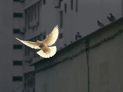 The Superposition: Finding Peace In Uncertainty