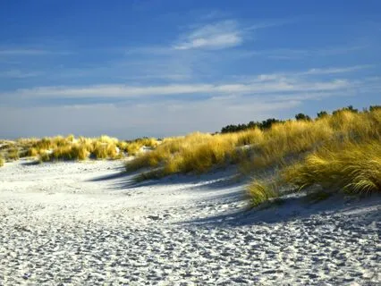 The Symphony Of The Wind Through Tall Grass