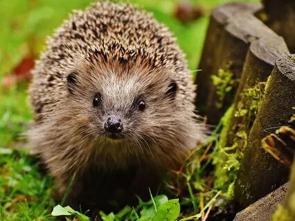 The Tale Of Mrs. Tiggywinkle