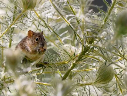 The Tale Of Mrs Tittlemouse, A Sleep Story