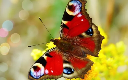 The Tale Of The Yellowbright Flower