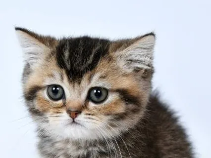 The Tale Of Tom Kitten