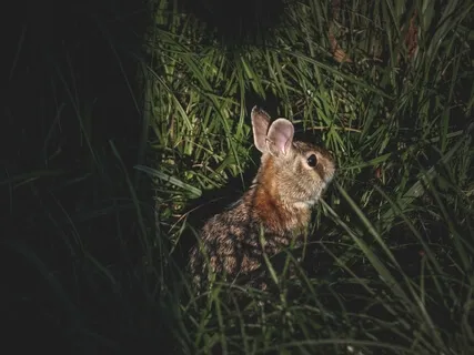 The Tale Of Two Bad Mice