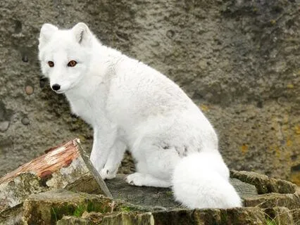 The Talking Silver Foxes  (Chinese Bedtime Story)