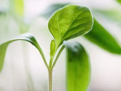 The Tapping Almanac 1: Saying Yes To Growth