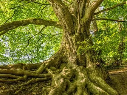The Taproot: A Grounding Practice