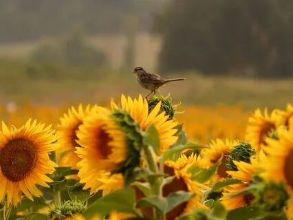 The Technical Coding Language Of Destiny • No Music