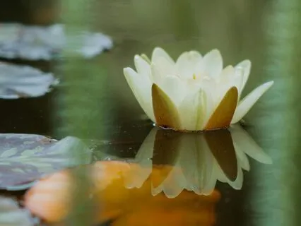 The Technical Coding Language Of Destiny • Phoenix Protocol