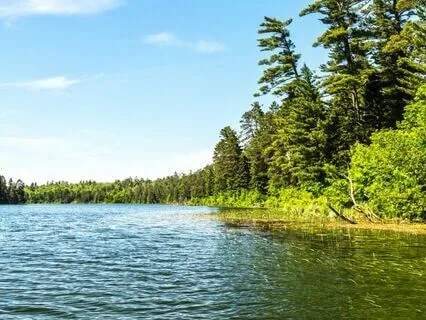 The Teddy Bear's Picnic: Bedtime Story