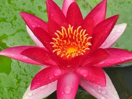 "The Temple Of My Body" ~ Sacred Womanhood Meditations