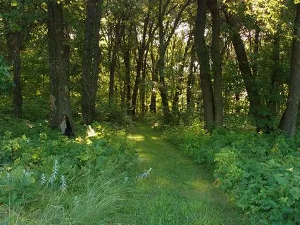 The Ten Ox Herding Pictures As Practice Instruction, 1-4