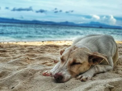 The Things I Know - Calming Dysregulation (Trauma Informed)