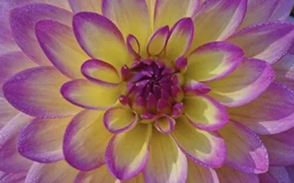 The Third Precept : True Love