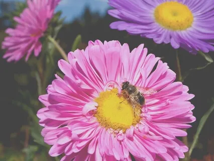 The Three Inspections - Morning Mindfulness