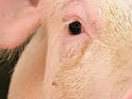 The Three Little Pigs - A Bedtime Story