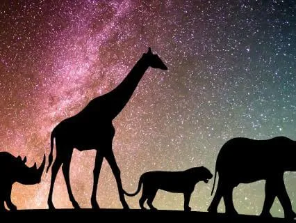The Top 5 Most Loyal Animals In The World