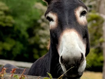 The Town Musicians Of Bremen: A Bedtime Story