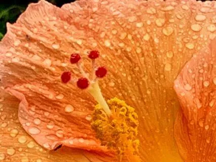 The Transformatting Gift Of Gratitude