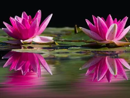 The Transformational Quality Of Stillness